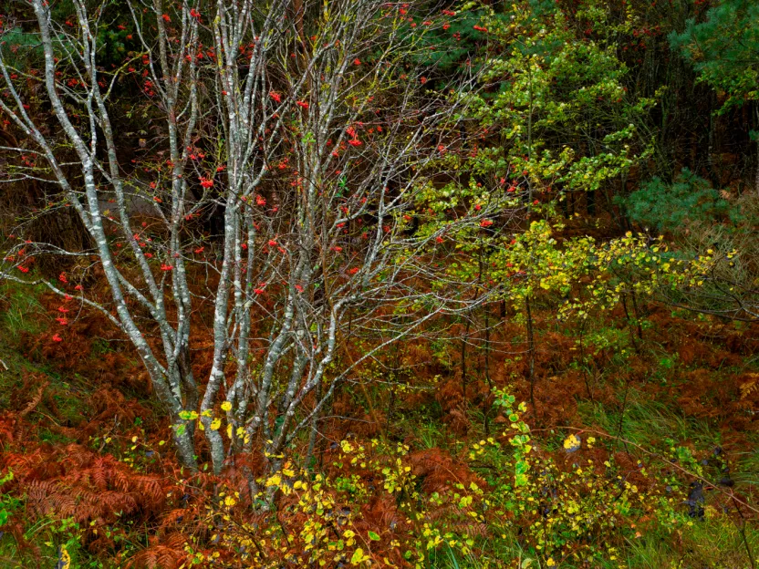 In den Herbstfarben