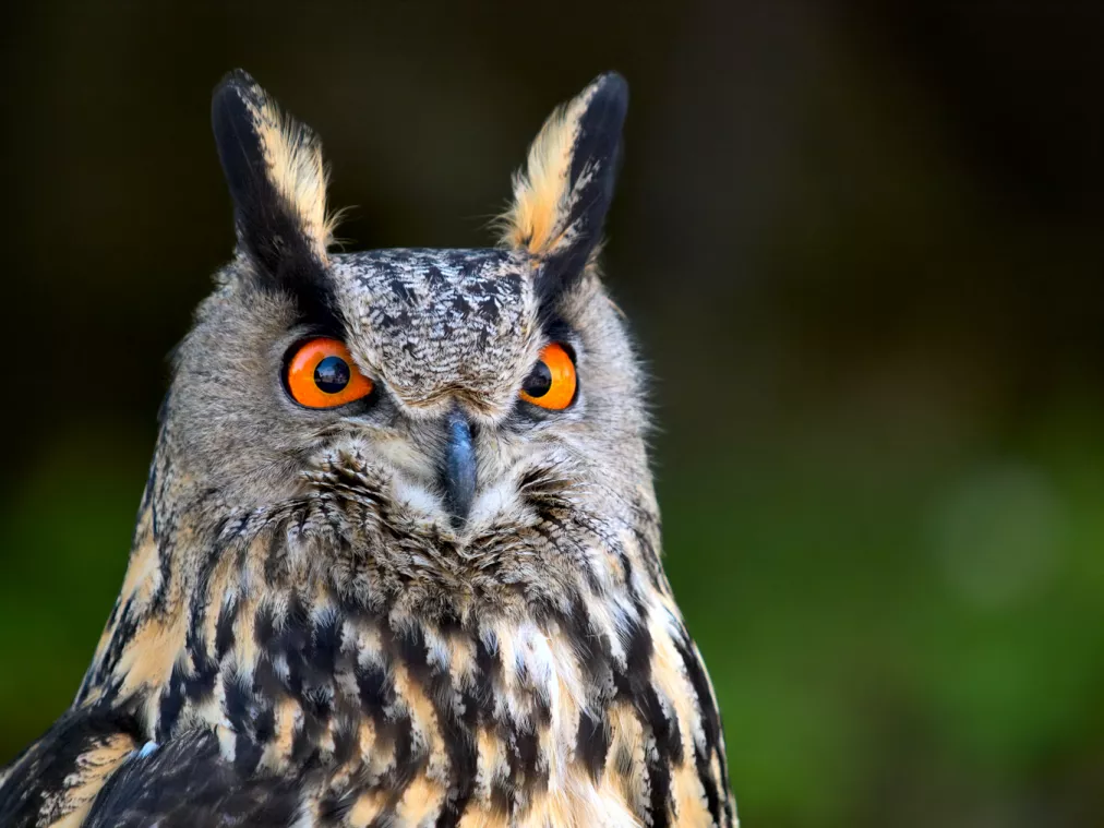 Der Uhu