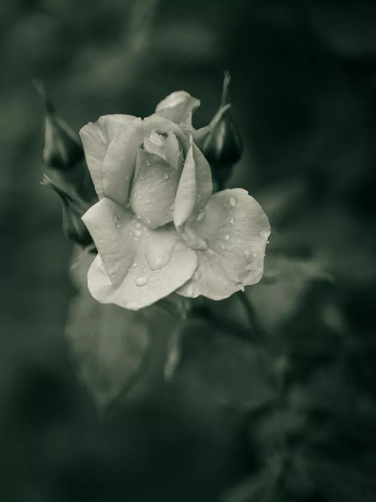 Nach dem Regen